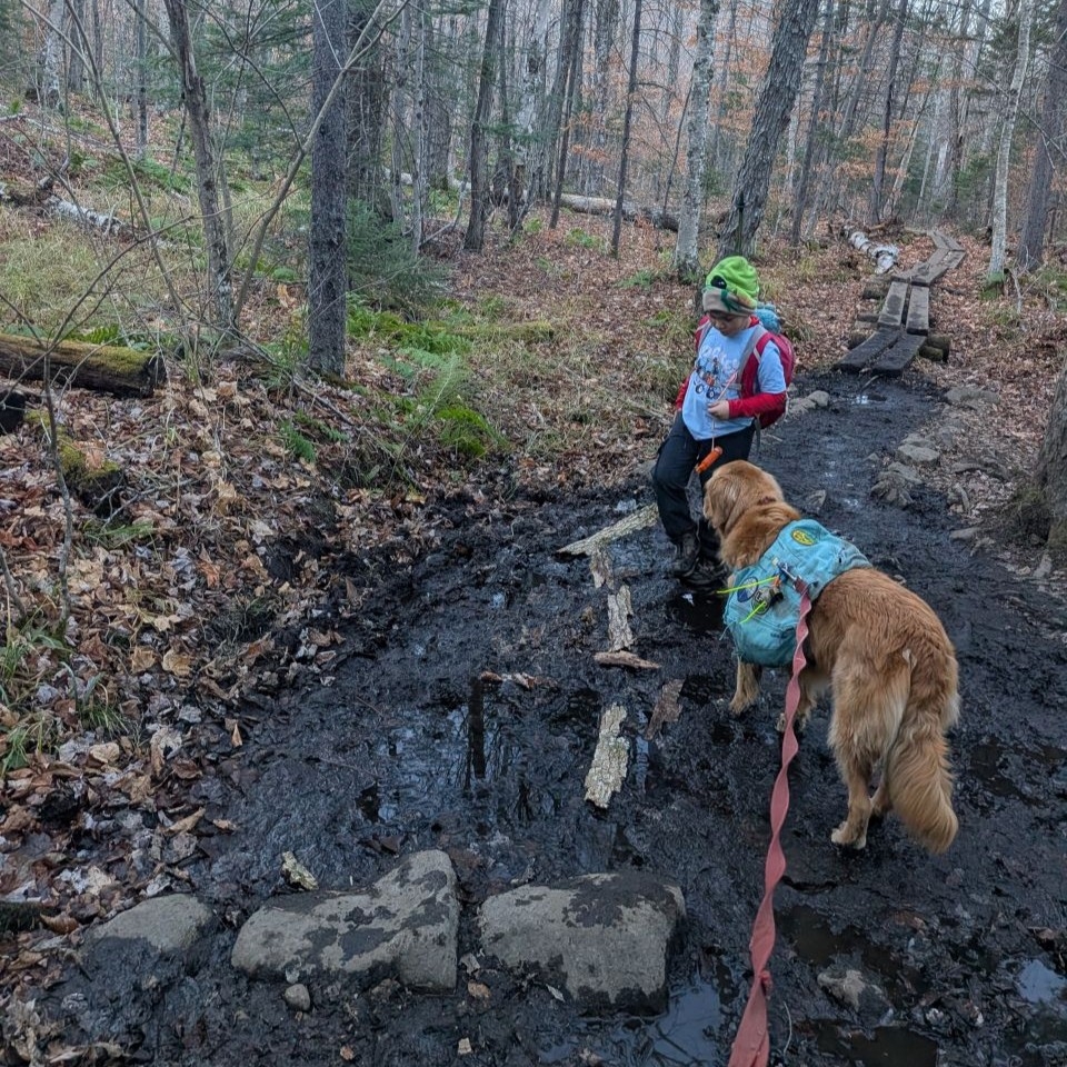 making a bark bridge