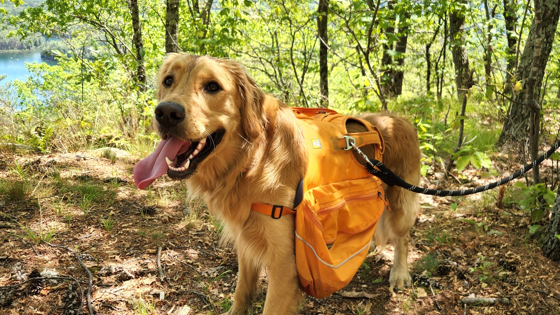 Sunny, wearing his orange Ruffwear pack, pants on a wooded overlook above Moreau Lake during the Western Ridge Loop.