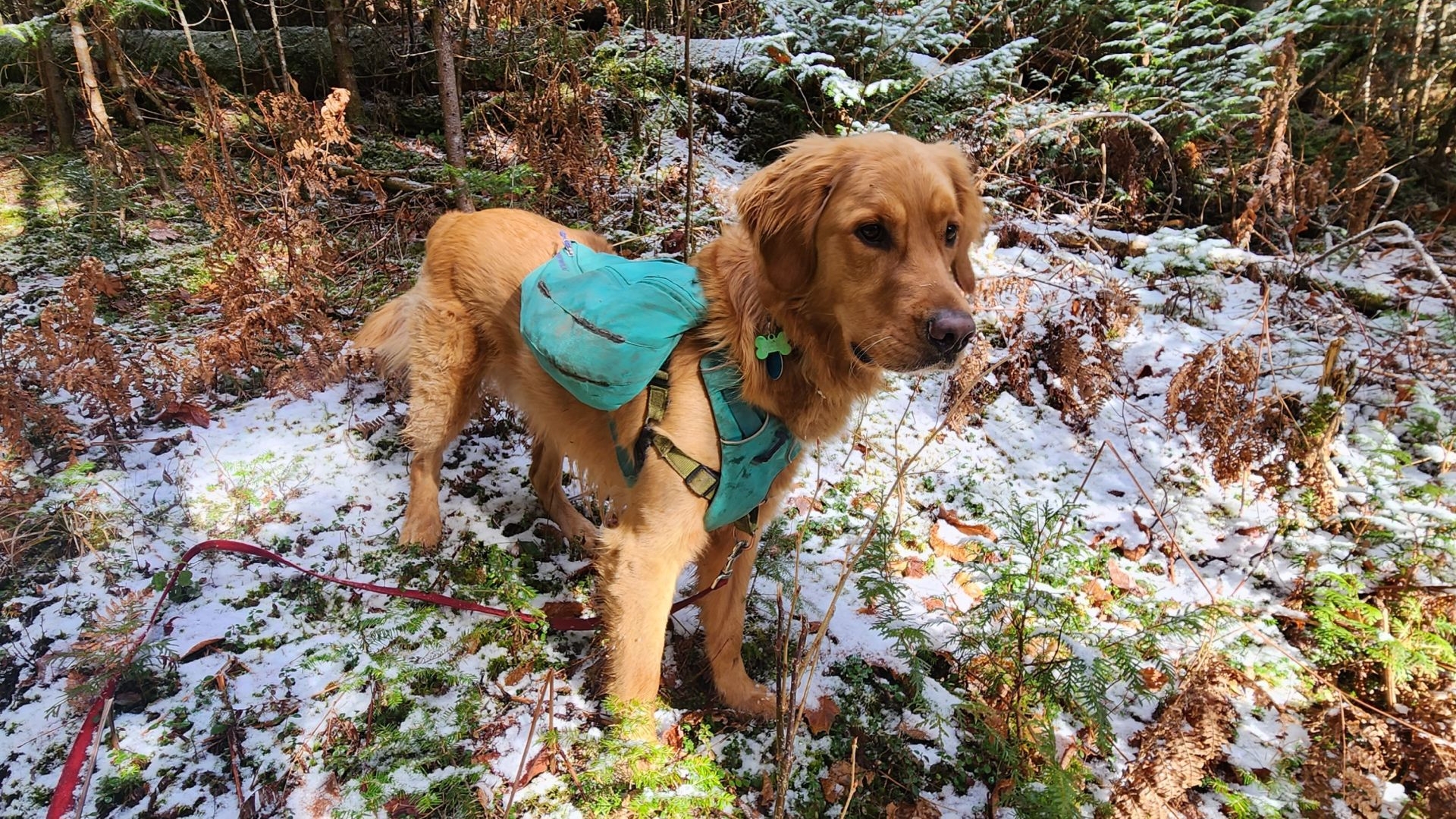 Sunny in the frosty lichen