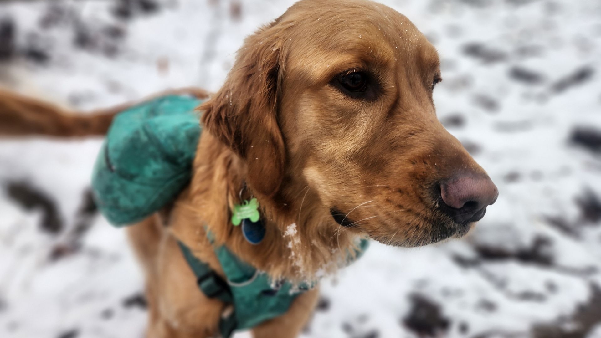 sunny in the dogskills