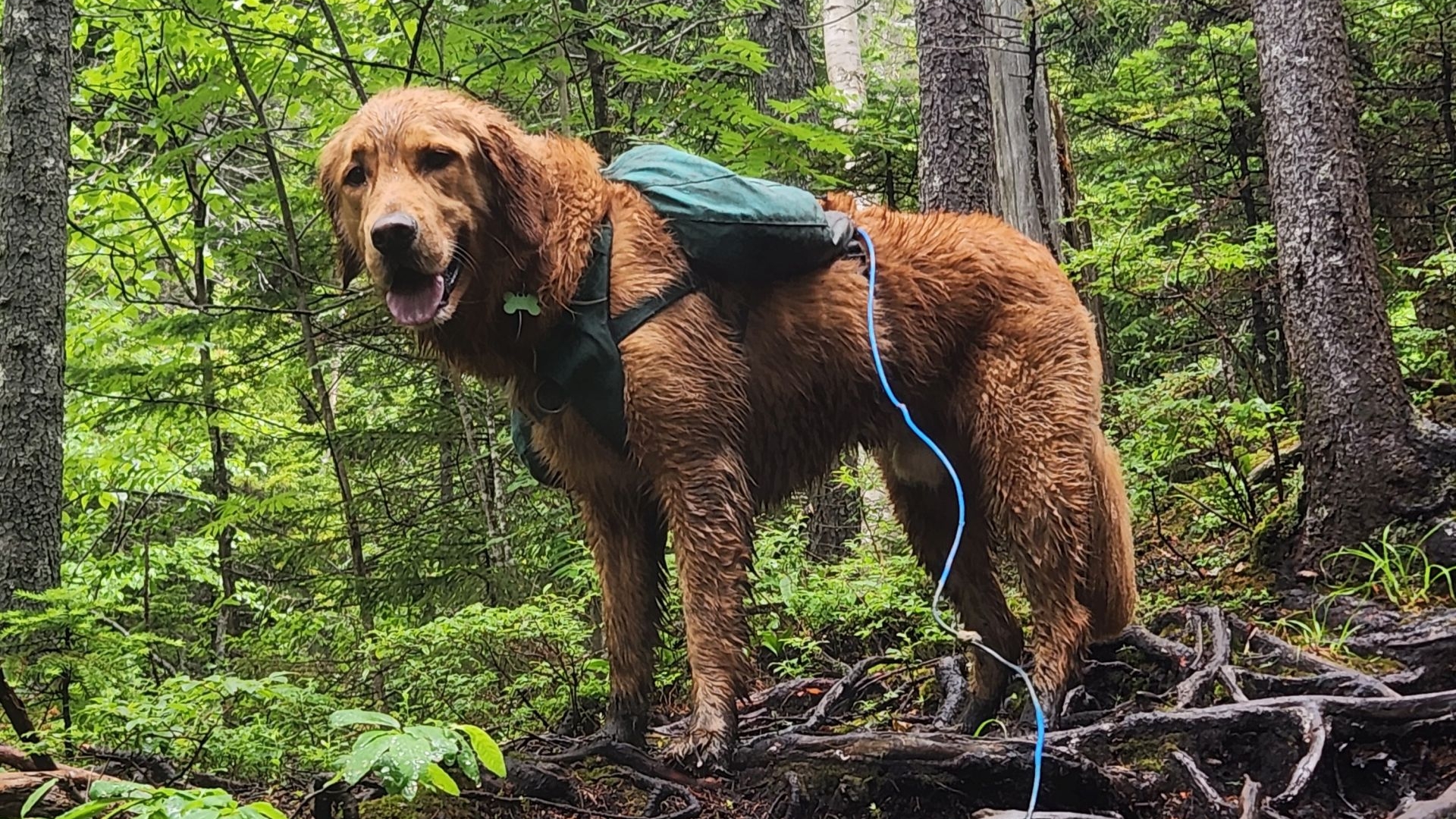 soggy sunny on the trail