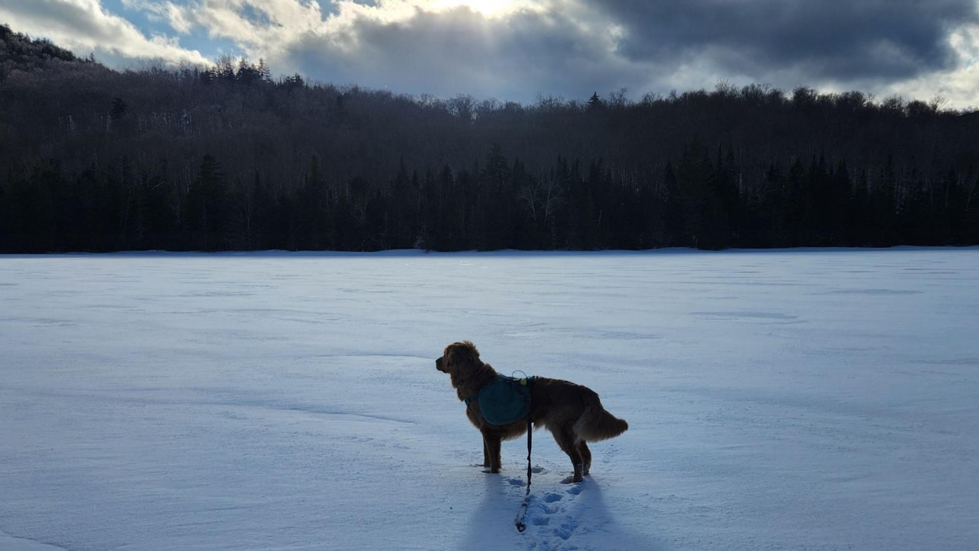 Sunny at heart lake again