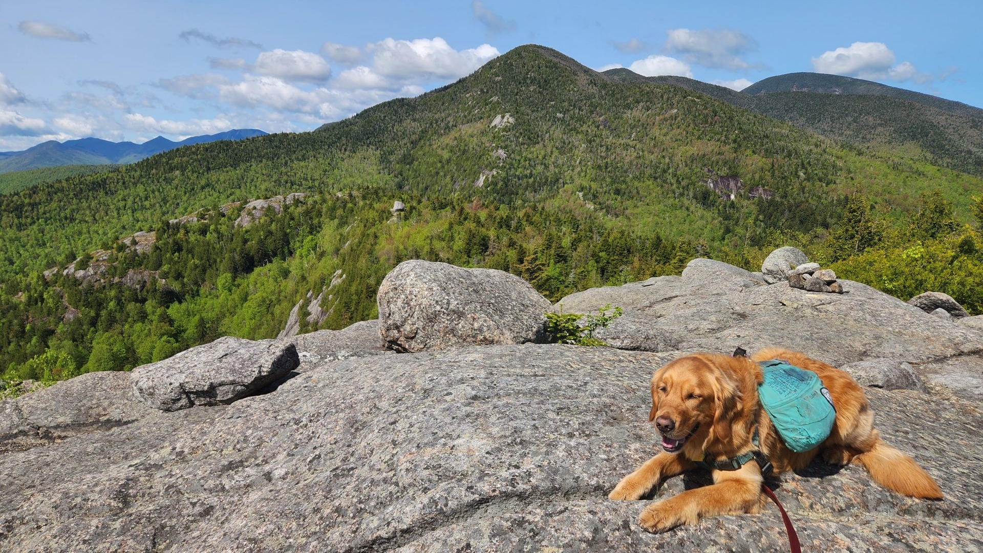 sunny on bald in front of rpr