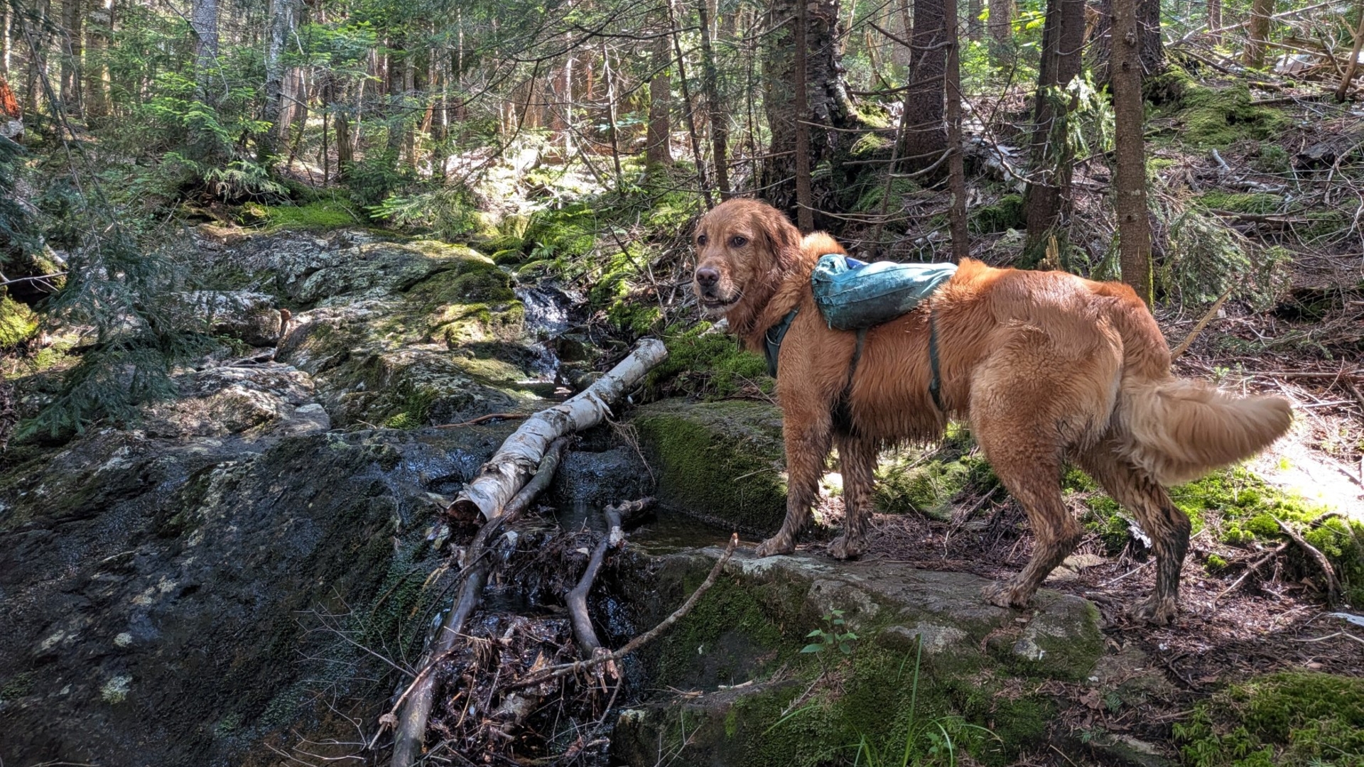 Sunny climbing past a stream