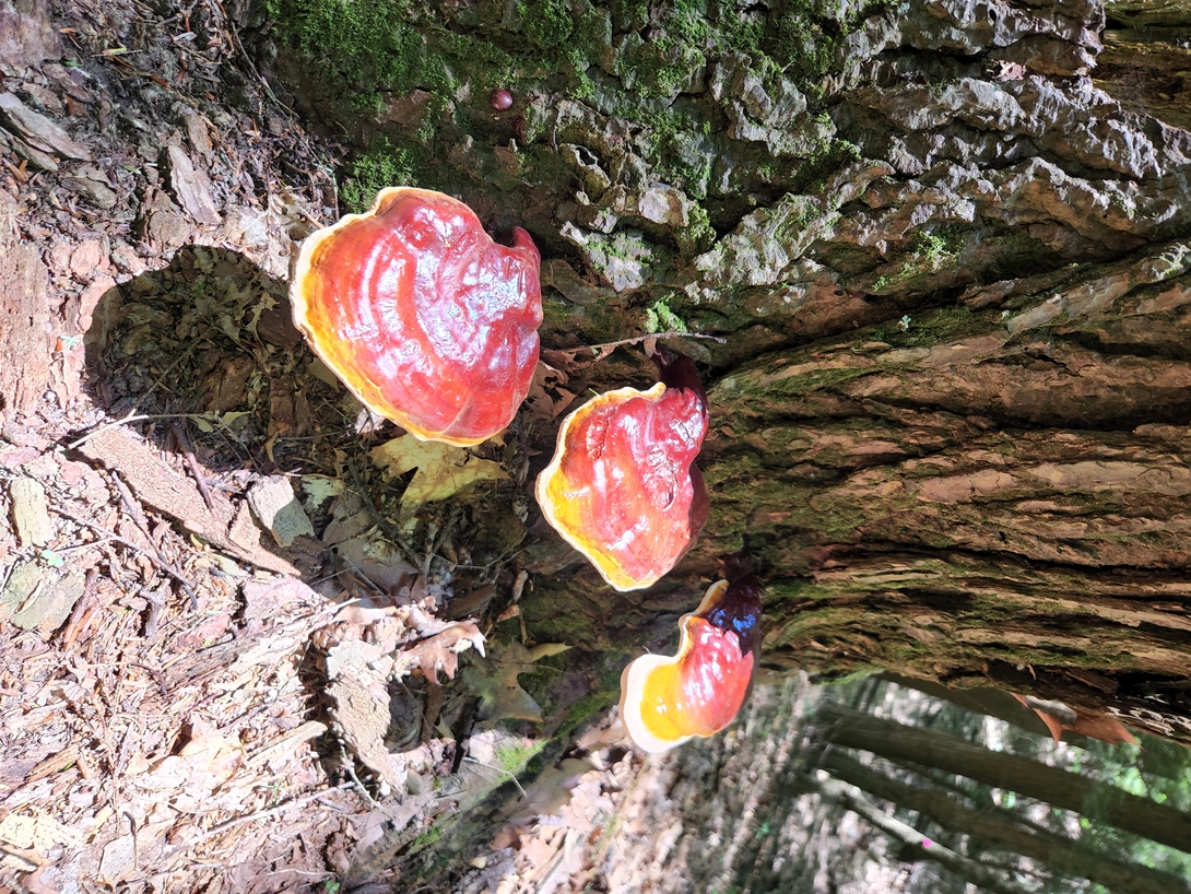 Three glossy red-orange bracket fungi with yellow-white edges grow from a mossy, decaying tree trunk on the Moreau plateau.