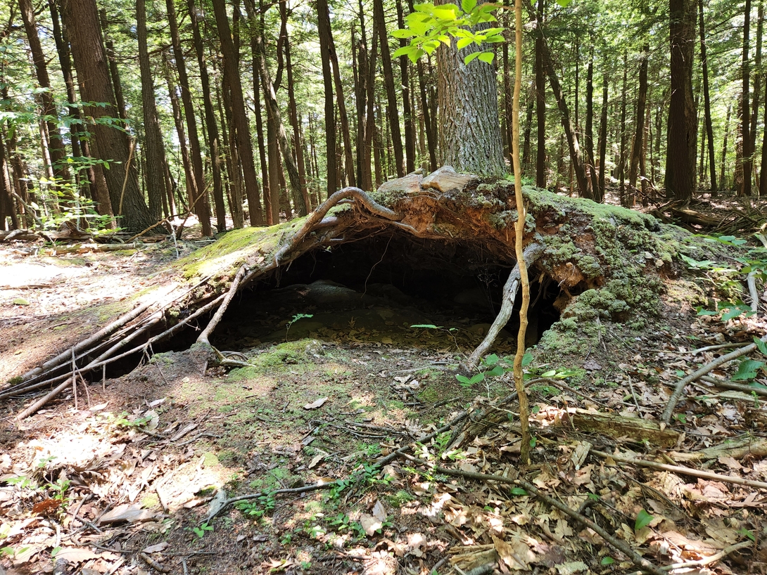A tree grows atop a broad, moss-covered root mass, forming a dark, den-like hollow in the Moreau forest.