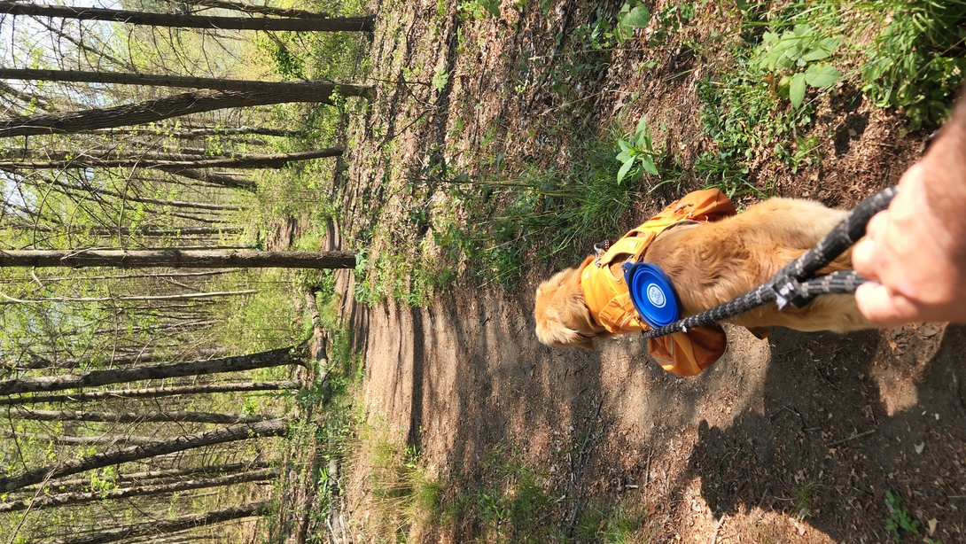 Sunny, wearing his orange Ruffwear pack with a blue collapsible bowl attached, leads Adam along a sunlit forest trail near Moreau’s ponds.