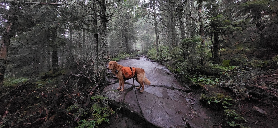 Sunny scrambles up a broad rock slab on the misty ascent of Cascade Mountain.
