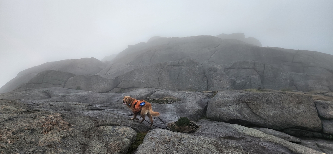 Sunny crosses the rocky, cloud-covered alpine summit of Cascade Mountain.