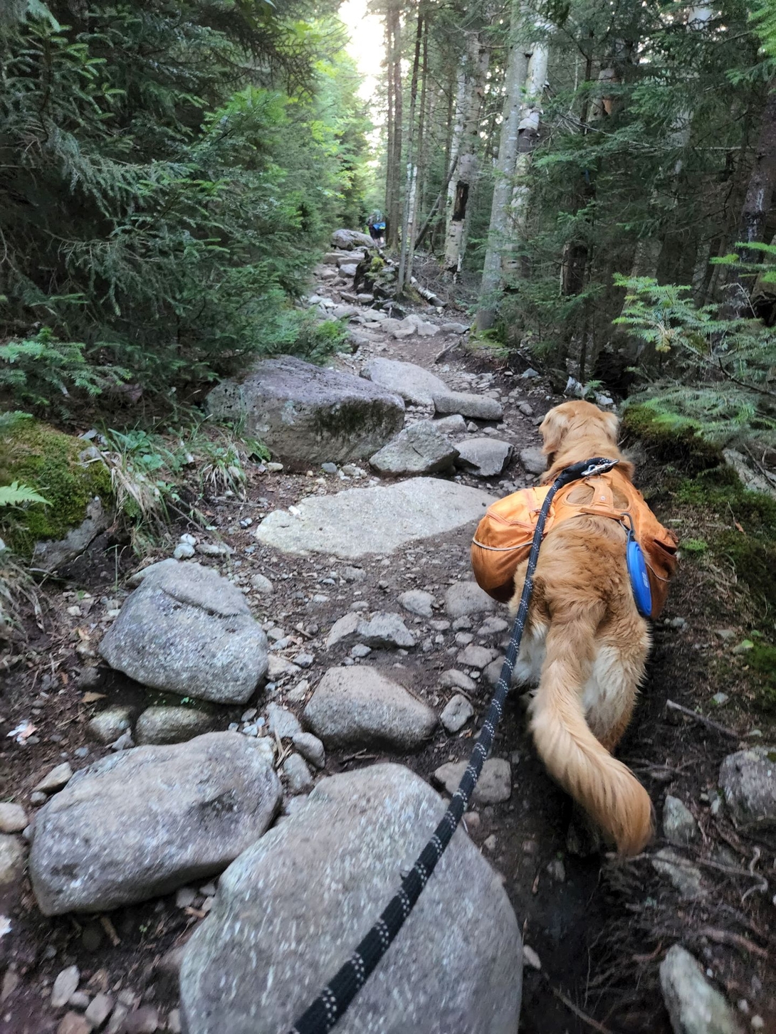 Sunny climbs the boulder-strewn trail beyond Marcy Dam.