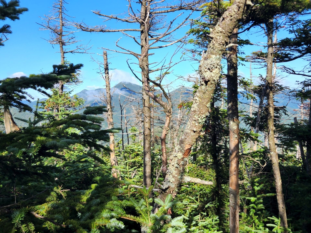 Algonquin and Wright peaks appear through trees along the descent from Table Top Mountain.