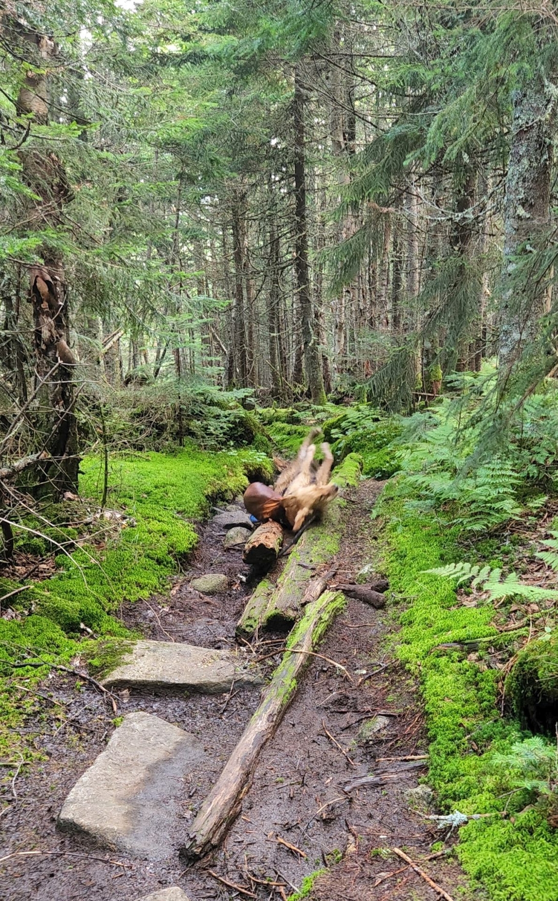 Sunny rubs himself against a fallen log beside the mossy trail.