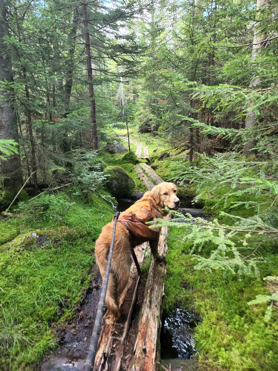 Sunny balances on a fallen log above a wet, mossy section of the Lake Arnold Crossover Trail.