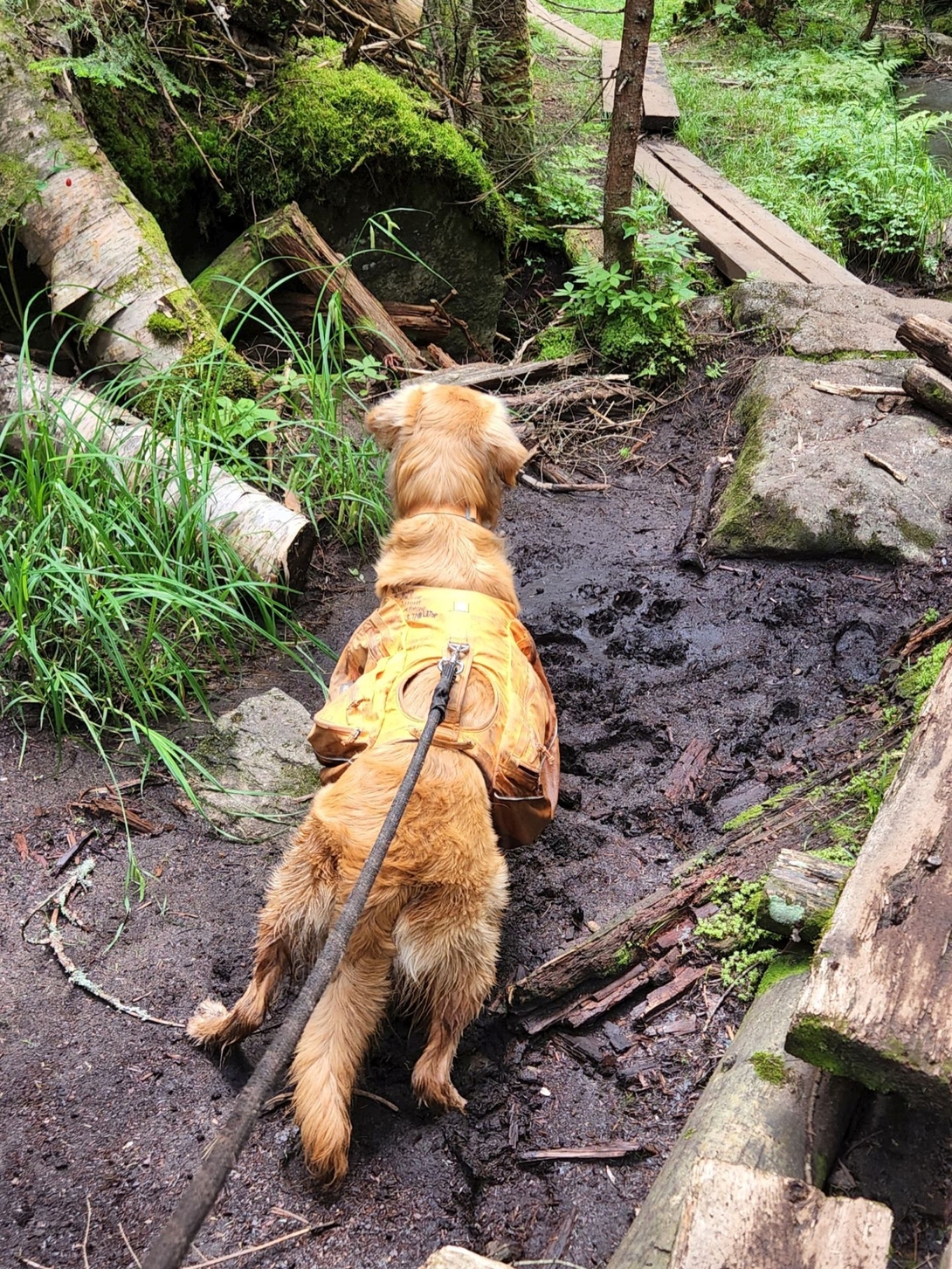 Sunny braces on the muddy trail with his leash taut after detecting an animal in the woods.