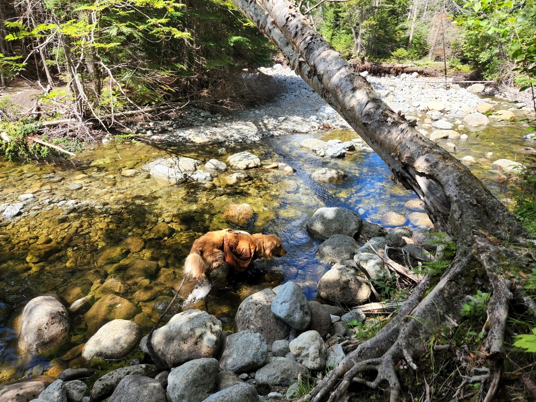 Sunny stands in clear, shallow Marcy Brook beneath a fallen tree.