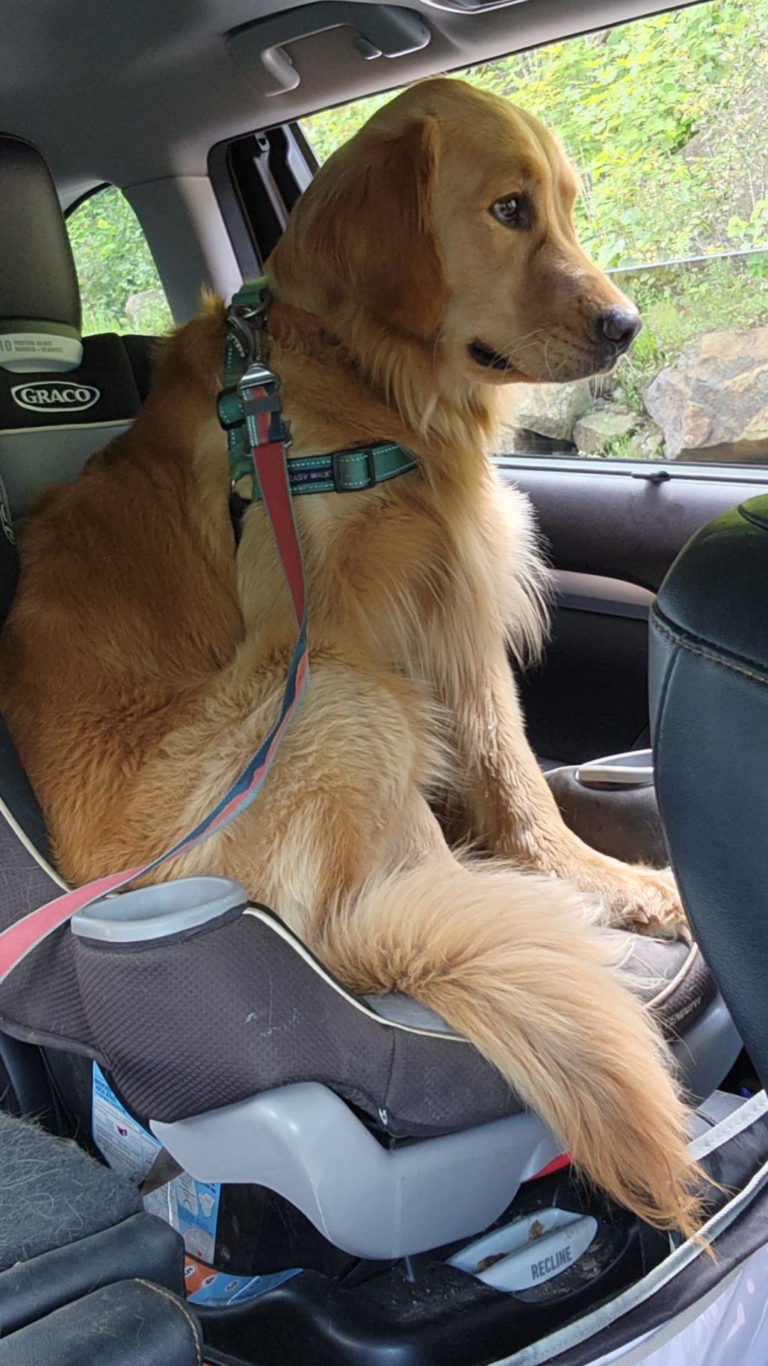 An exhausted Sunny sits upright in Quinn’s car seat after the hike.