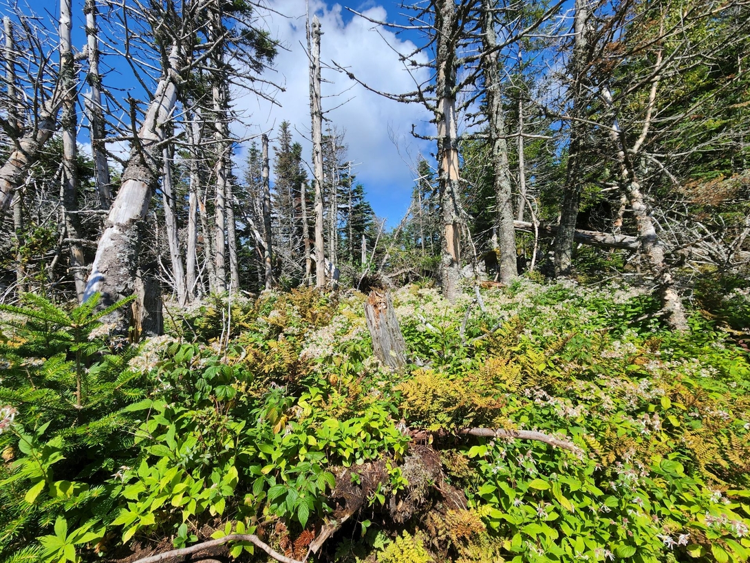 Low flowering plants and weathered trees fill the high-elevation col between Upper Wolfjaw’s two peaks.