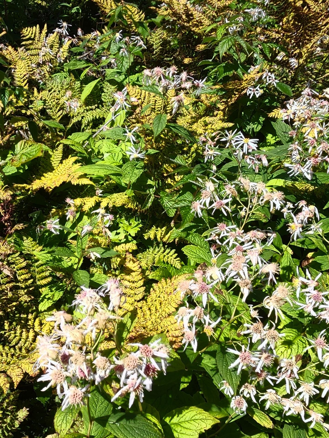 Small white wood aster flowers bloom among green leaves beside the trail.