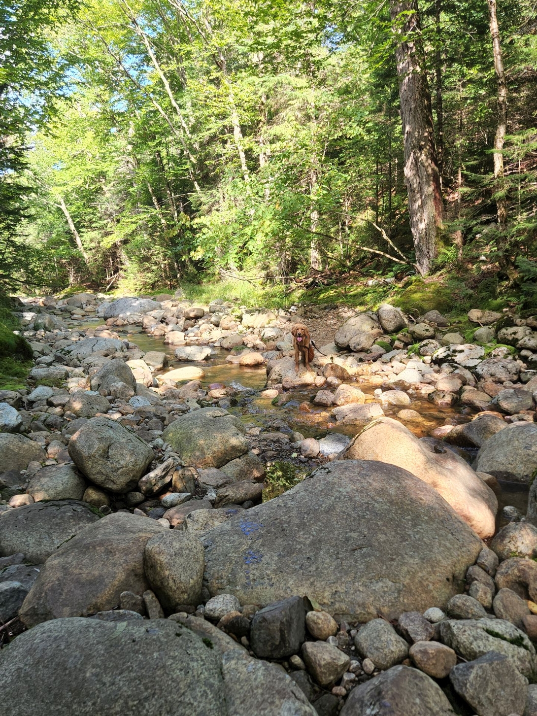 Sunny stands among rocks in a shallow brook during the descent from Upper Wolfjaw.