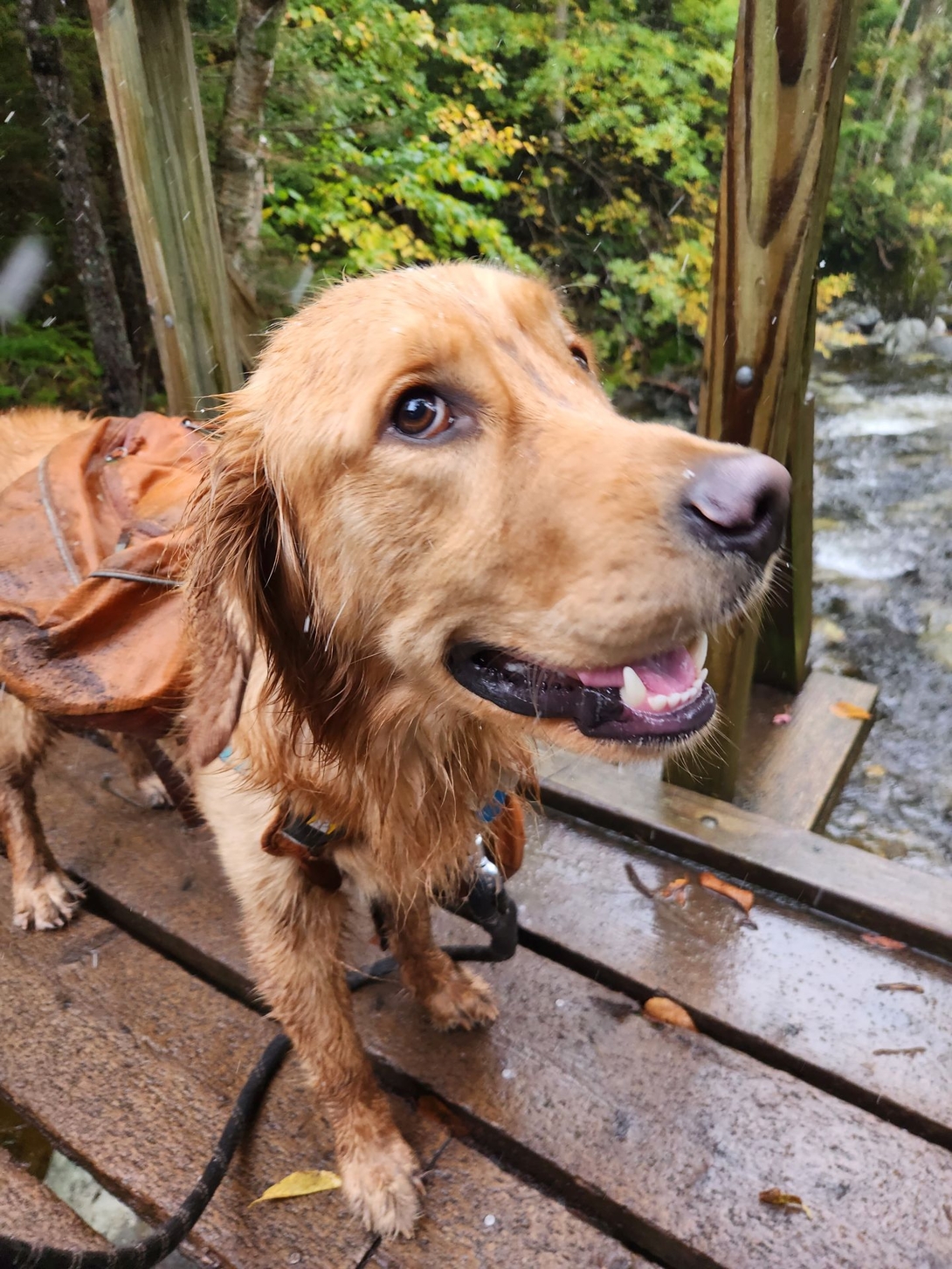 A rain-soaked Sunny looks contentedly toward the trail from a wet wooden bridge.