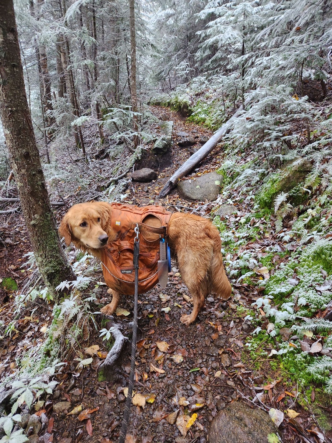 Sunny pauses on the Lake Arnold Trail as fresh snow begins covering the forest.