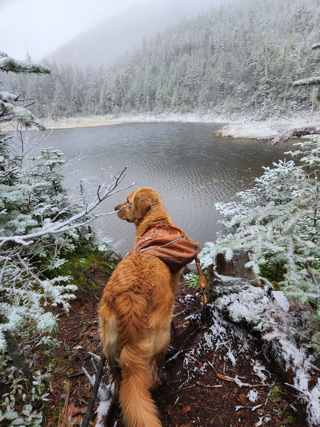 Sunny looks across misty Lake Arnold from its snow-covered shore.