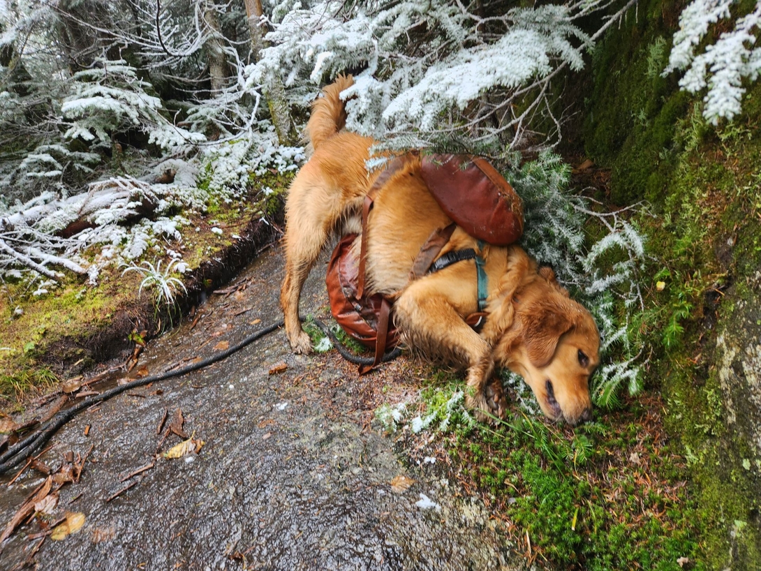 Sunny rubs against mossy ground and fresh snow during a quiet pause on Mount Colden.