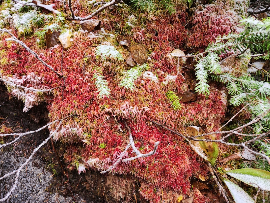 Red sphagnum moss, pale lichen, and small evergreen plants form a colorful mat beside the trail.