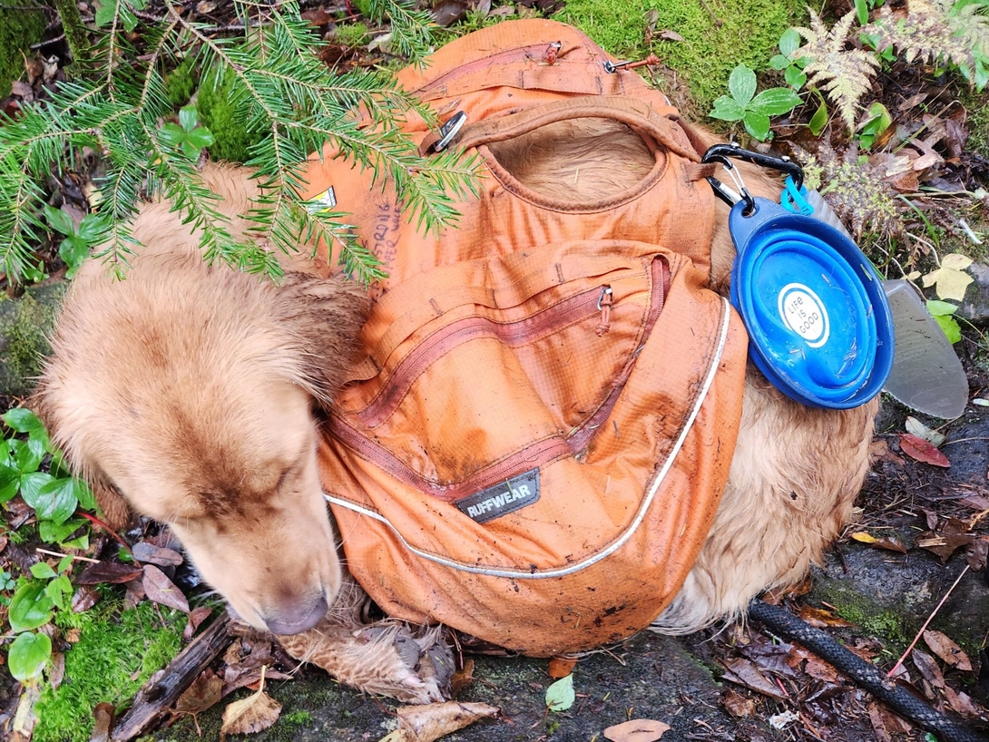 Sunny curls up for a nap on autumn leaves at the Lake Arnold Crossover.