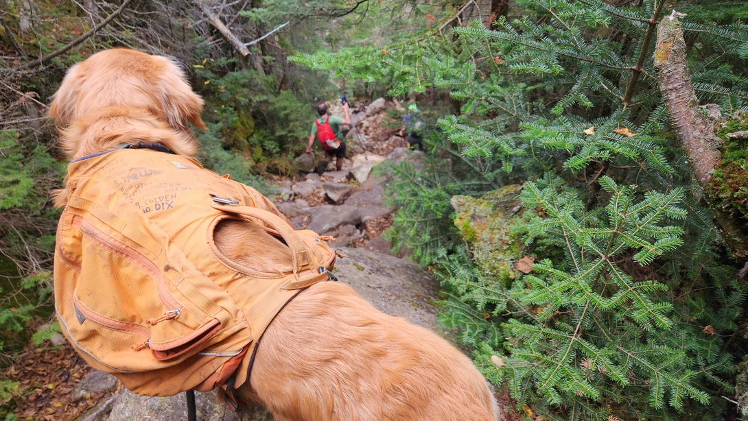 Sunny looks down a steep, gravelly section of the Dix Mountain trail toward the hikers below.