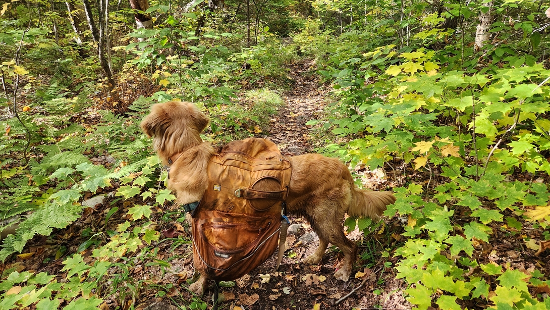 Sunny pauses among dense autumn vegetation during the descent from Dix Mountain.