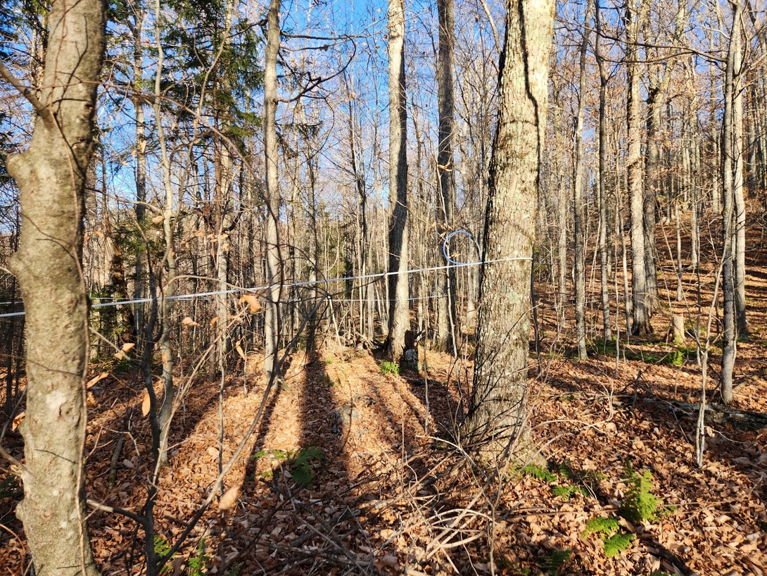 Maple-sap collection tubing runs between trees along the leaf-covered ridge near Pitchoff Mountain.