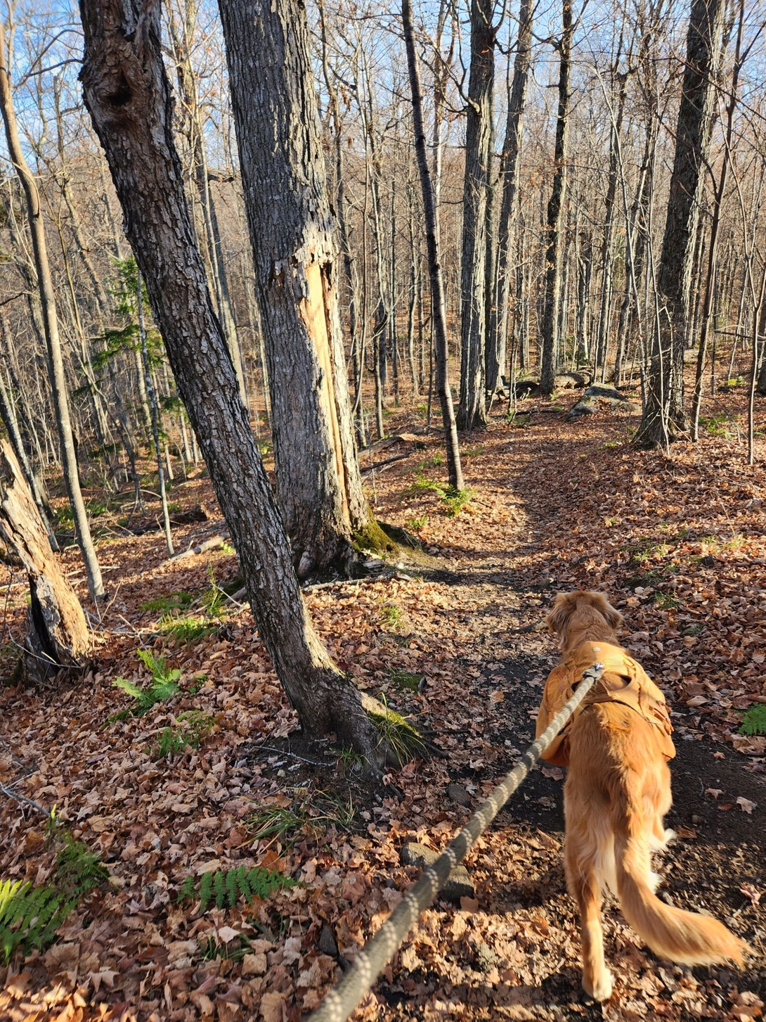 Sunny follows the faint, leaf-covered trail toward Pitchoff Mountain.