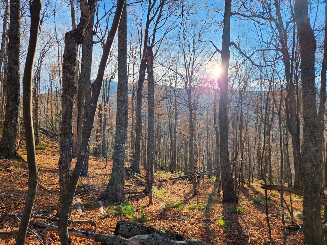 Morning sunlight filters through bare trees above the orange, leaf-covered trail.