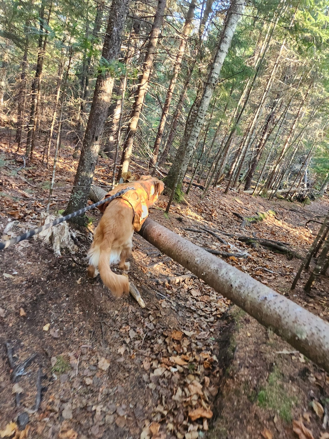 Sunny steps over a fallen tree on the wooded approach to Pitchoff Mountain.