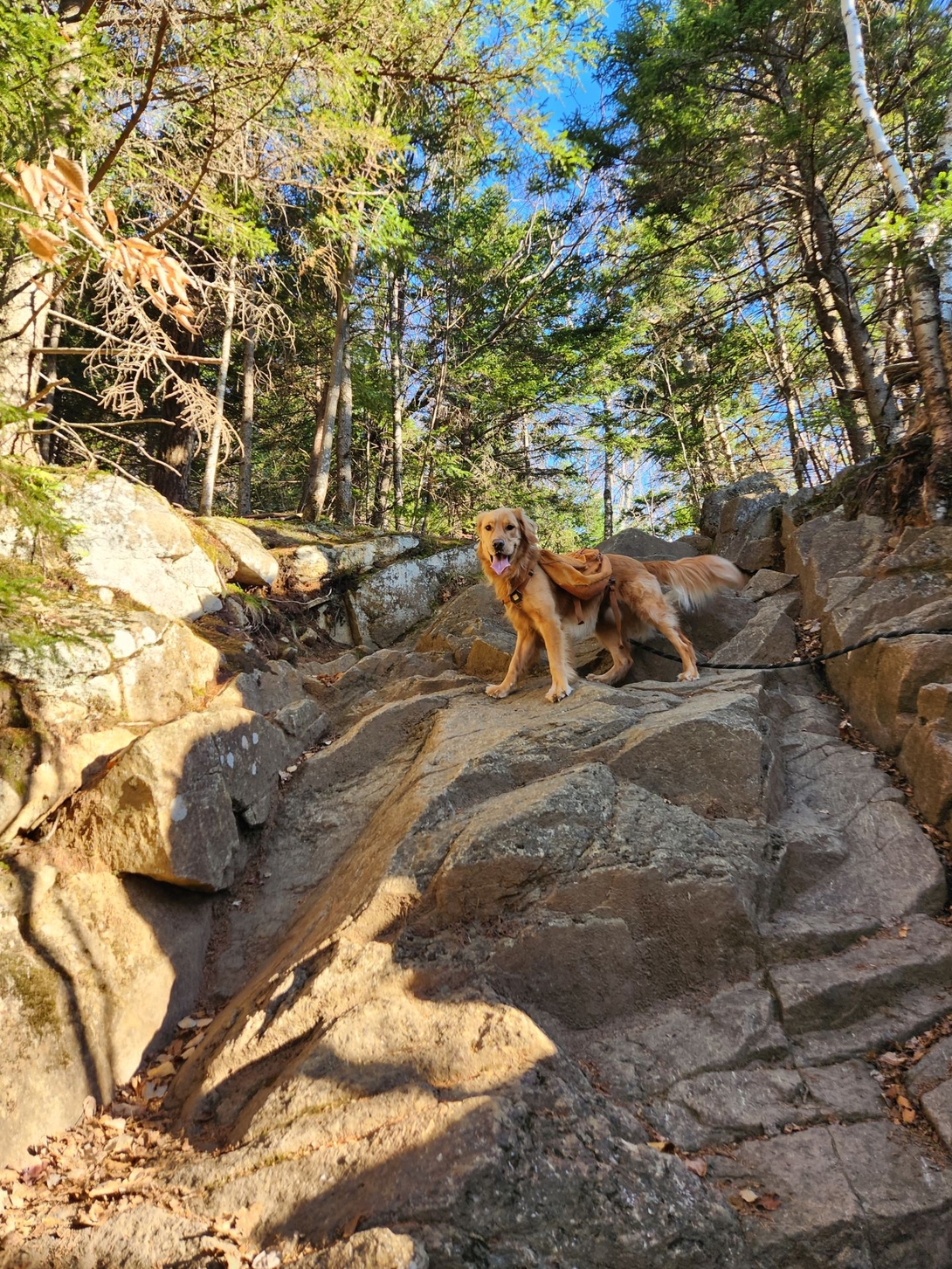 Sunny pauses midway up a steep, sunlit rock scramble on Pitchoff Mountain.
