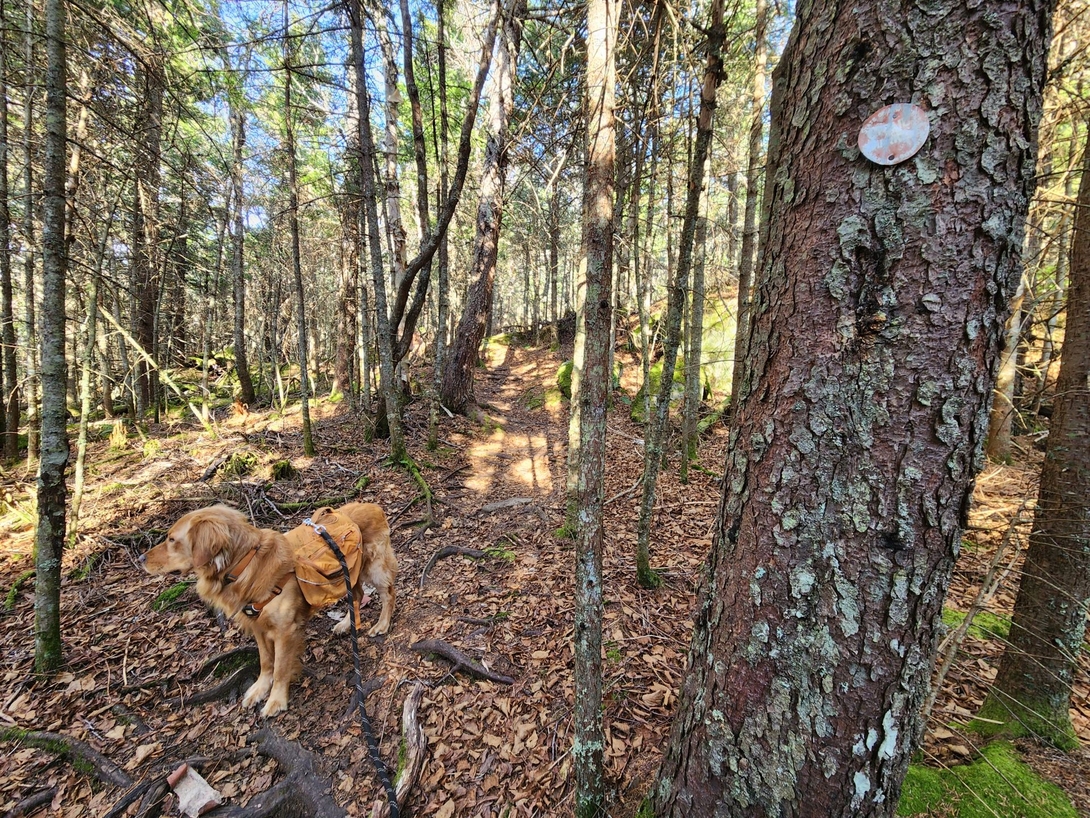 Sunny pauses beside a faded red trail marker while hiking the forested ridge toward Pitchoff’s summit.