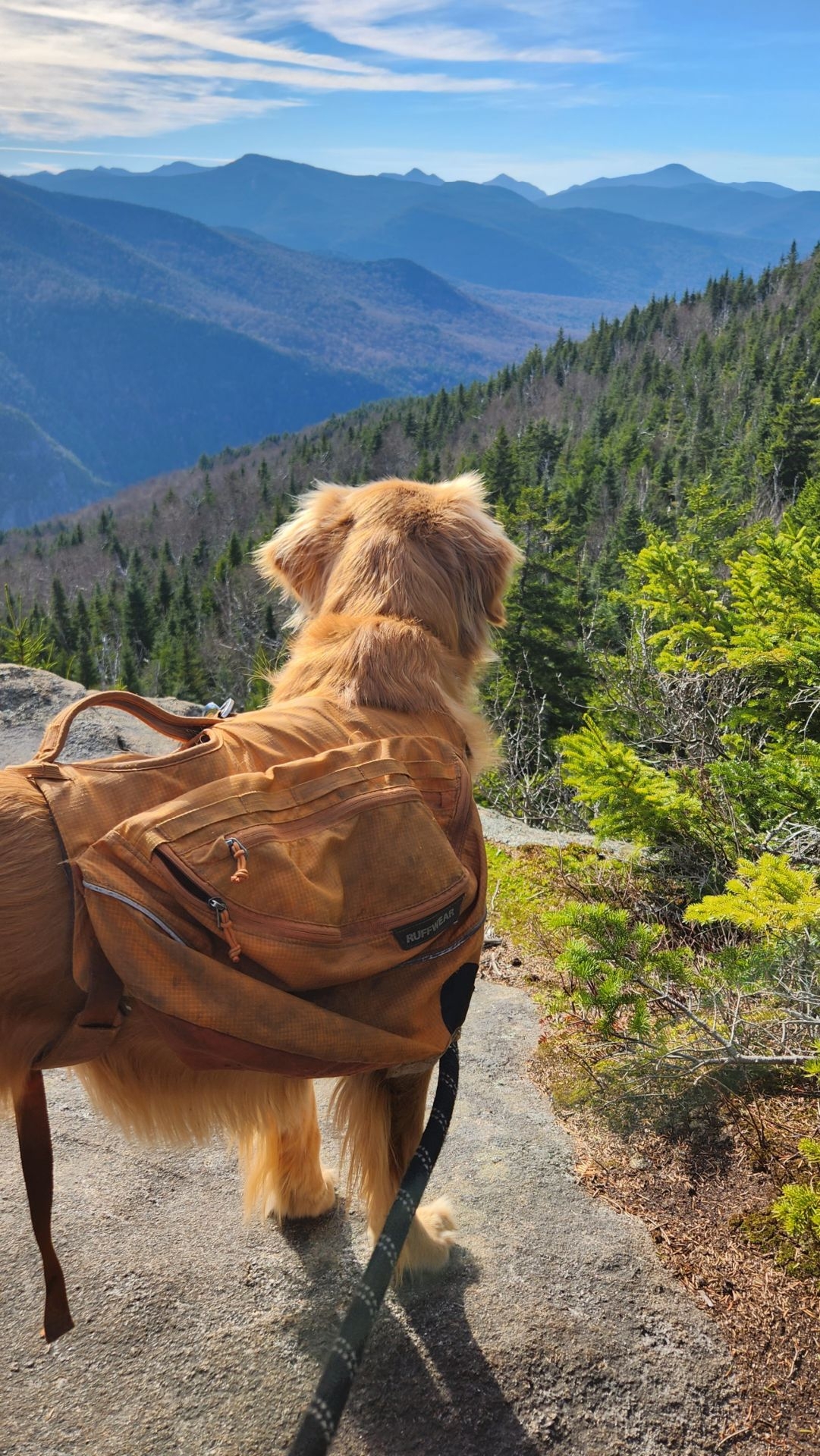 Sunny gazes west from Pitchoff toward Algonquin and the surrounding High Peaks.