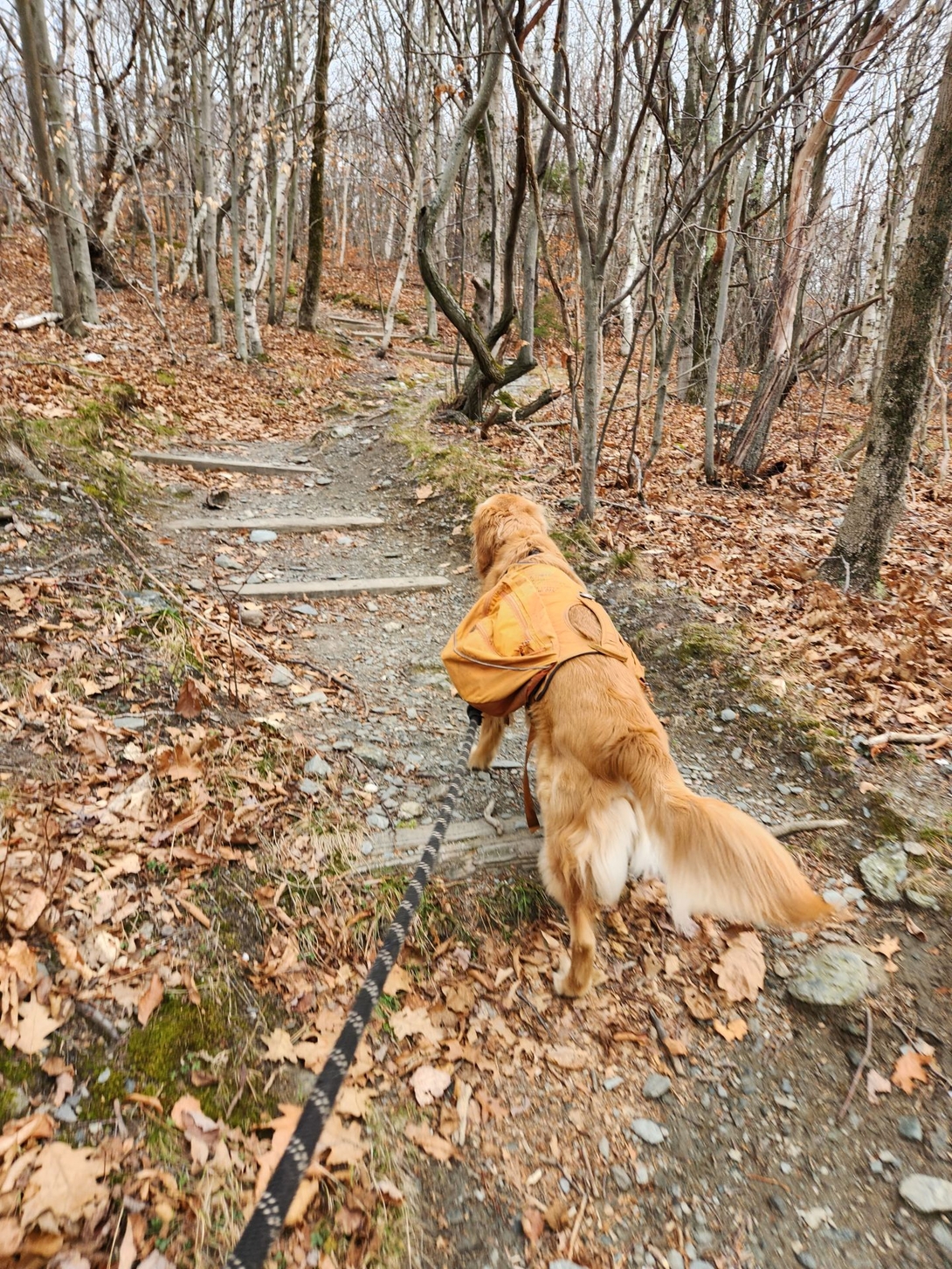 Sunny climbing the steps on the first ascent to Snow Hole.