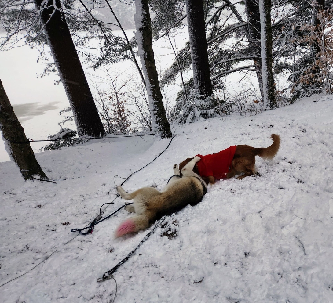 Sunny, wearing a red sweater, and Korra play-wrestle on the snowy slope beside camp.