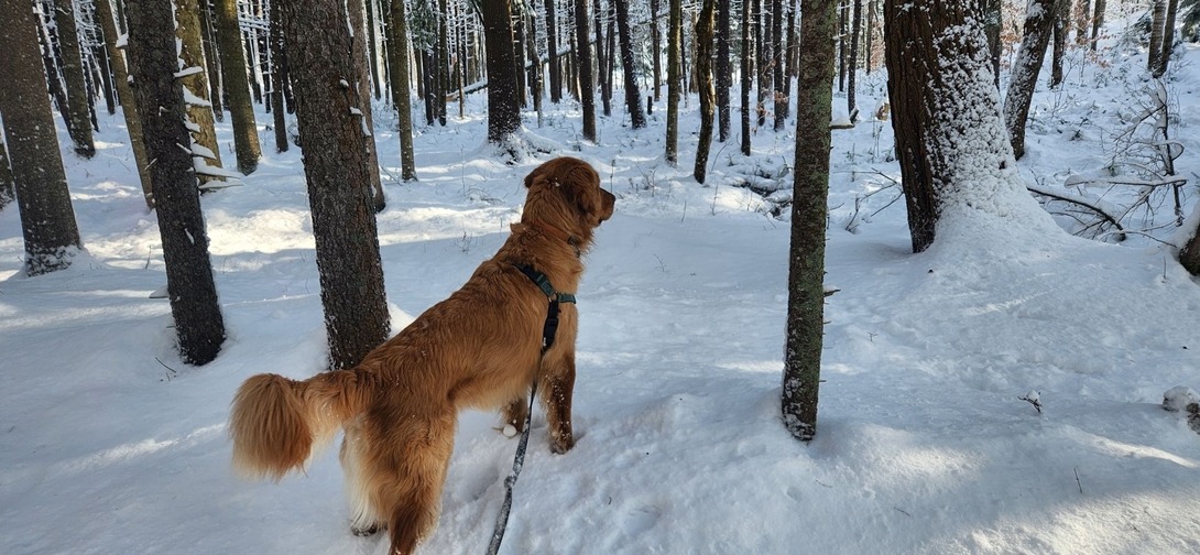 Sunny stands alert among the snow-covered trees while the campers gather firewood.