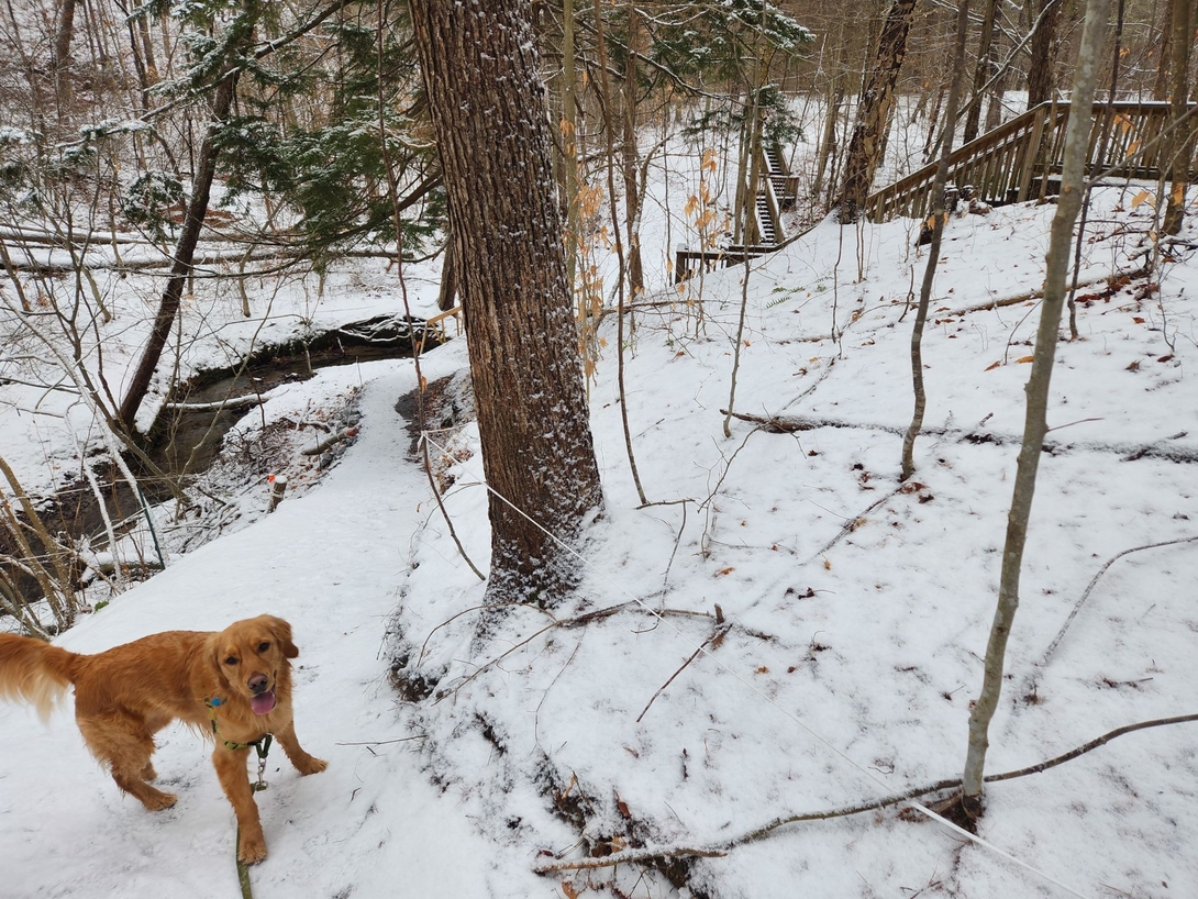 sunny at the stream