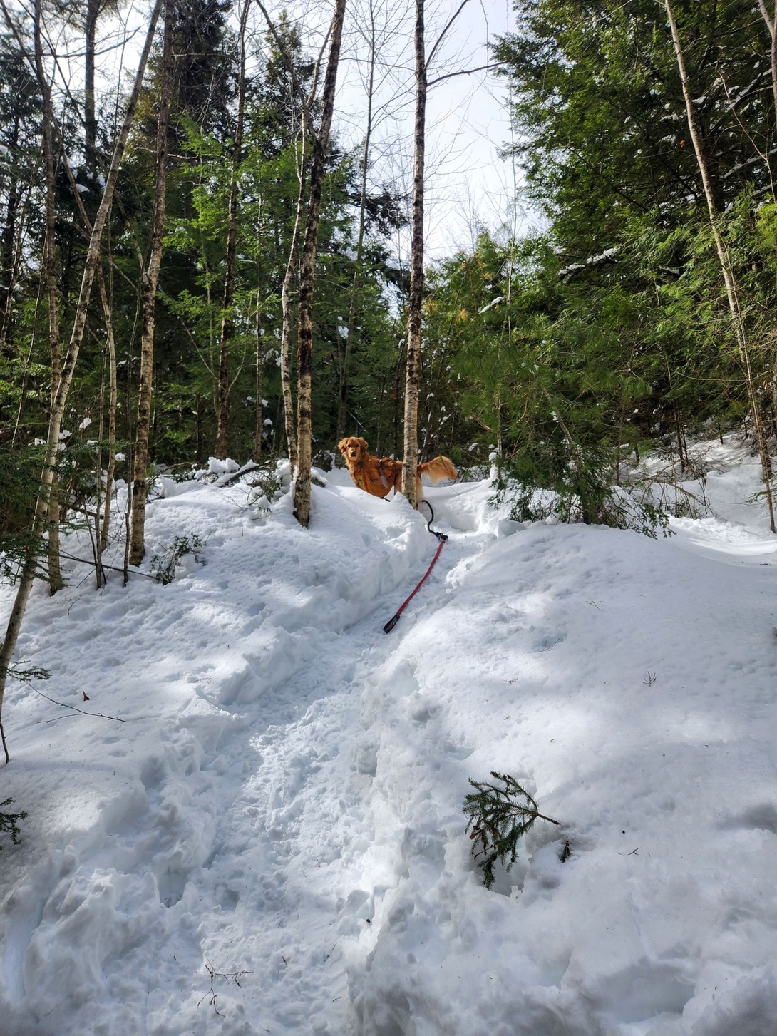 Sunny poses atop a snowy rise in the forest.