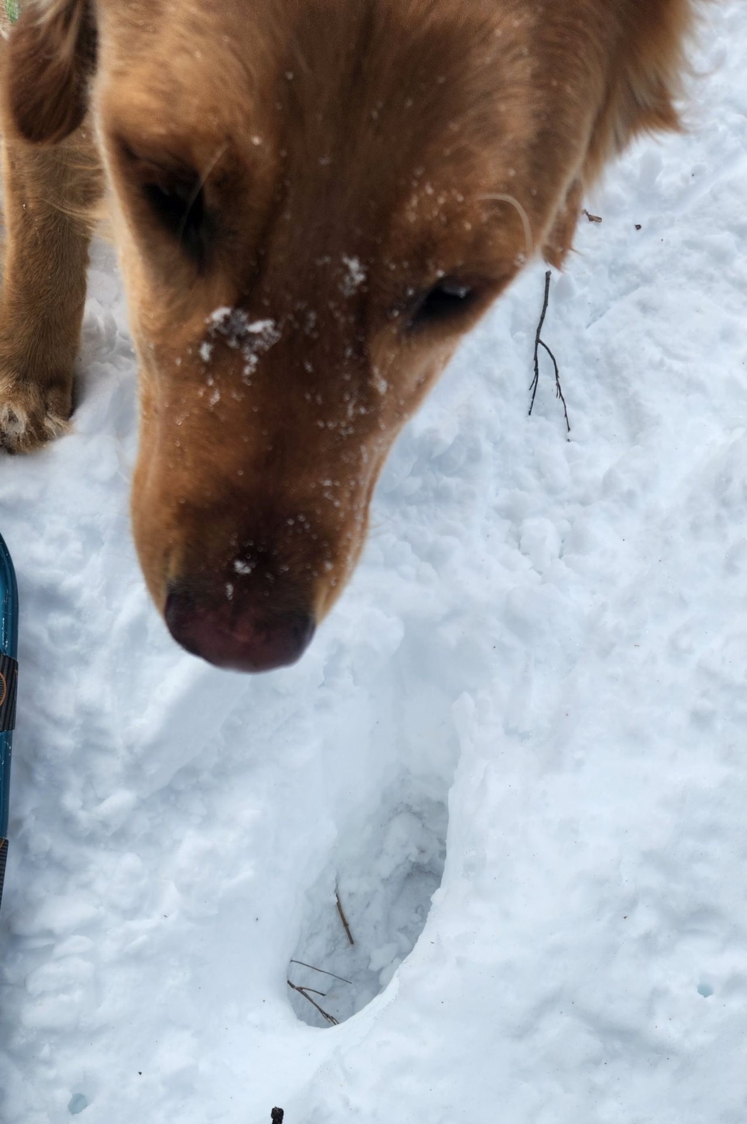 Sunny inspects a deep boot posthole in the snow.