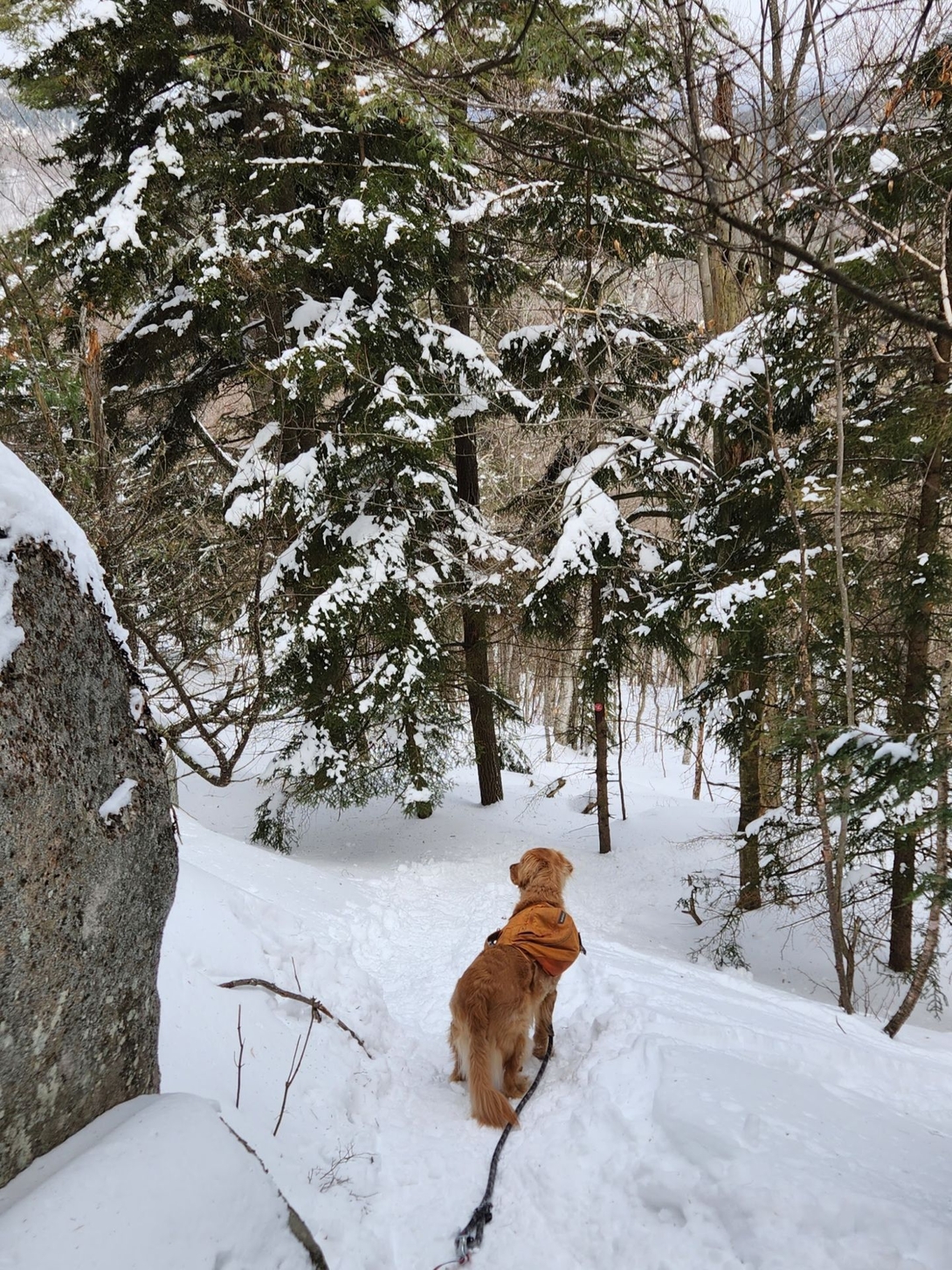 Sunny poses beside a massive boulder among snowy evergreens.