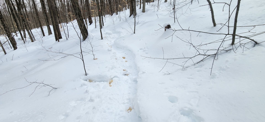 Scattered leaves mark the packed snowy trail as Sunny continues ahead.