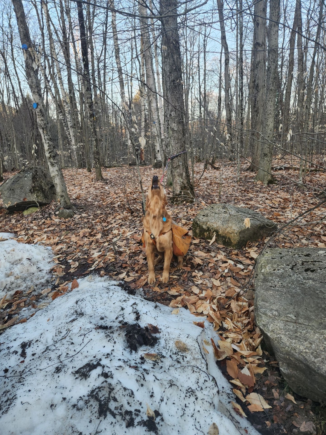 Sunny barks impatiently at Adam near the Buck Mountain trailhead.