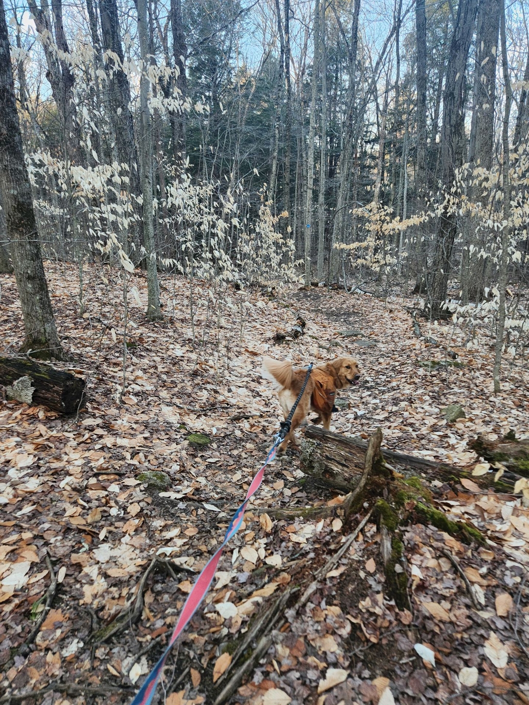 Sunny looks back while pulling Adam along the leaf-covered trail.