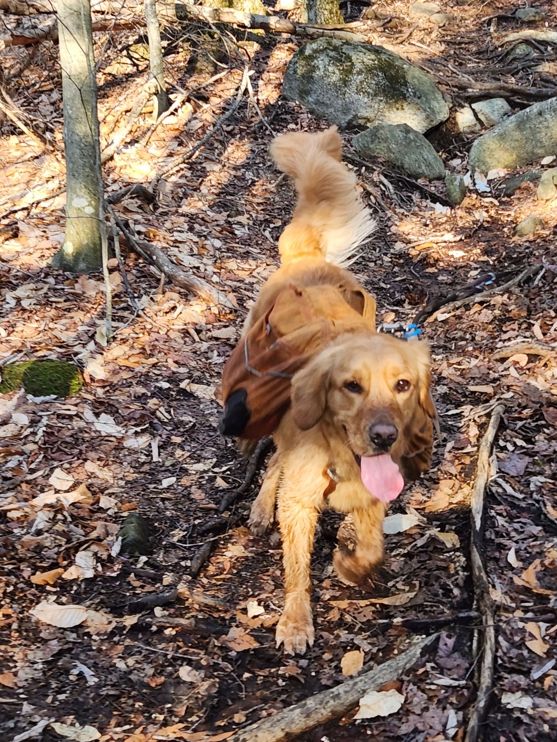 A muddy but happy Sunny runs toward Adam on the trail.