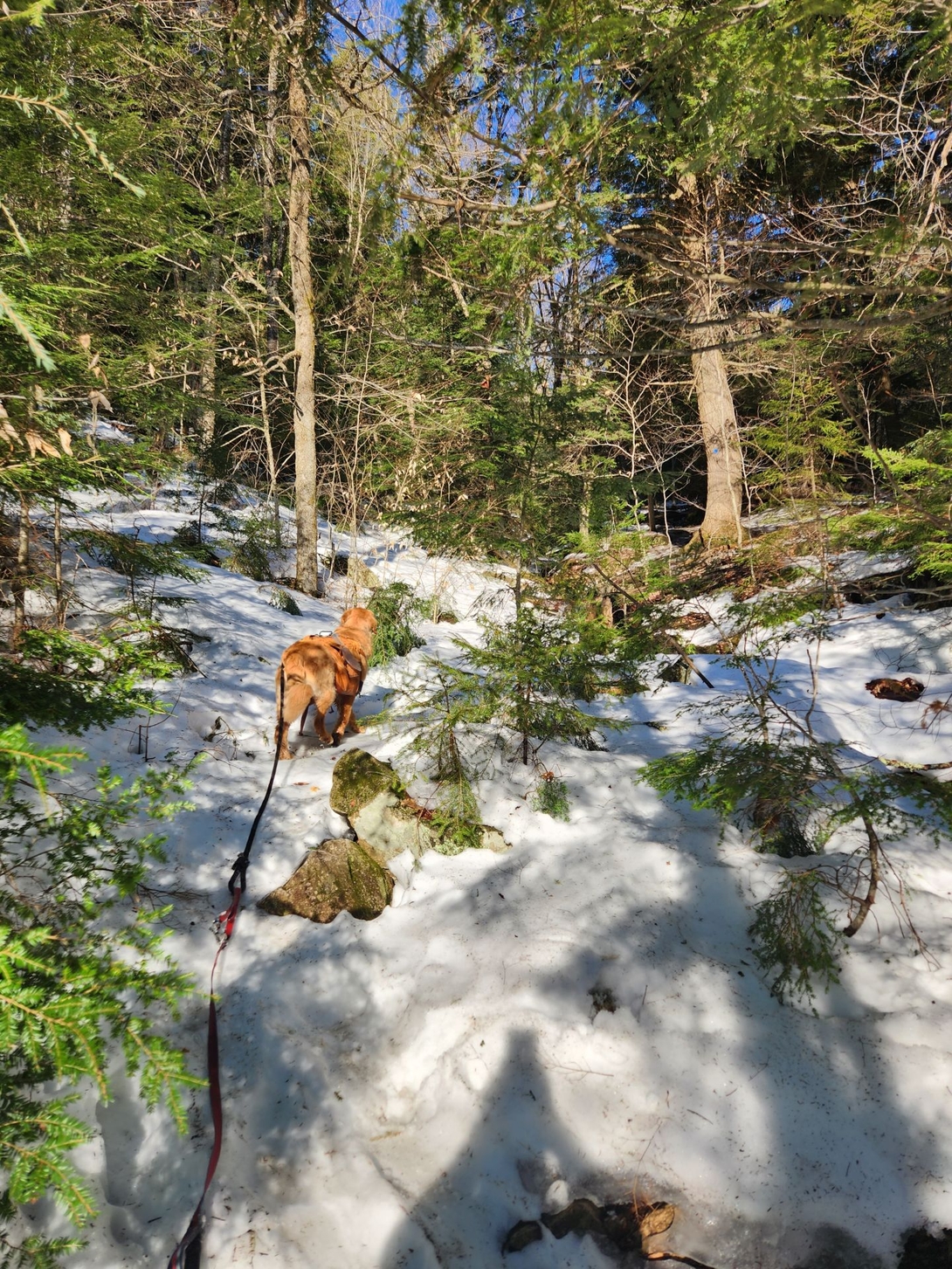 Sunny leads the climb through deep snow and dense evergreens.